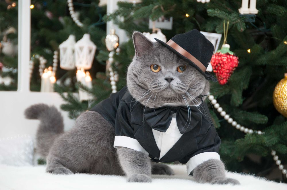 Одесса Вязка клубный шотландский прямоухий кот не британский