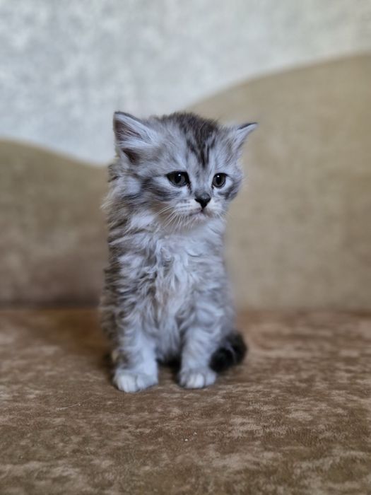 Продаються кошенята британці