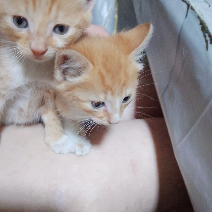 Отдадим рыжих котят в хорошие руки