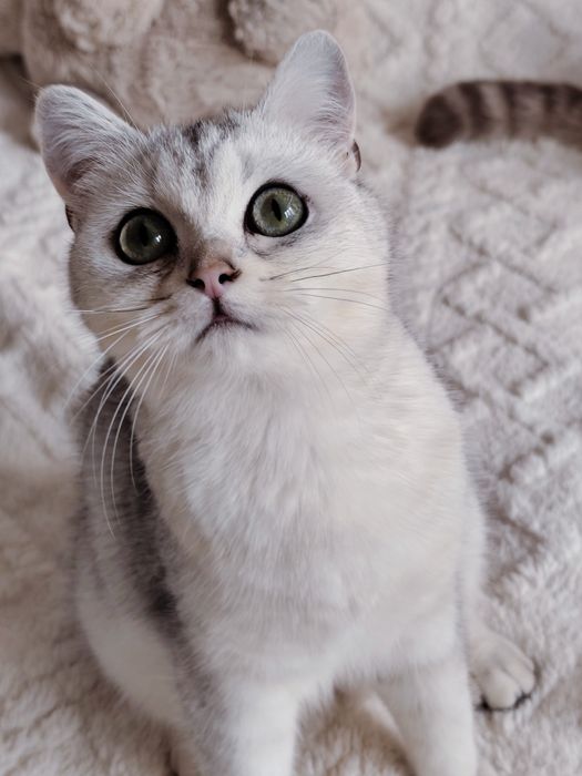 Srebrny cieniowany kociak brytyjski krótkowłosy kocurek