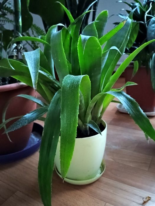 Більбергія цілим кущем