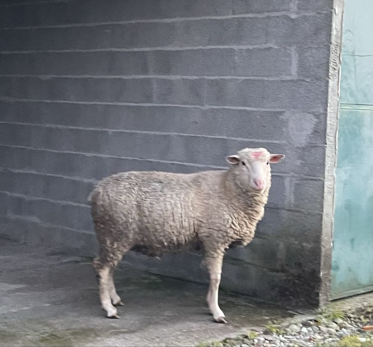 Carneiro reprodutor 1.5 anos cx   île de france