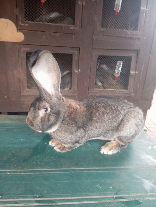 Samiec belgijski olbrzym szary