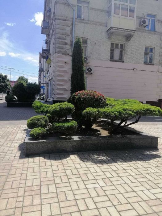 стрижка хвойних рослин. садівник