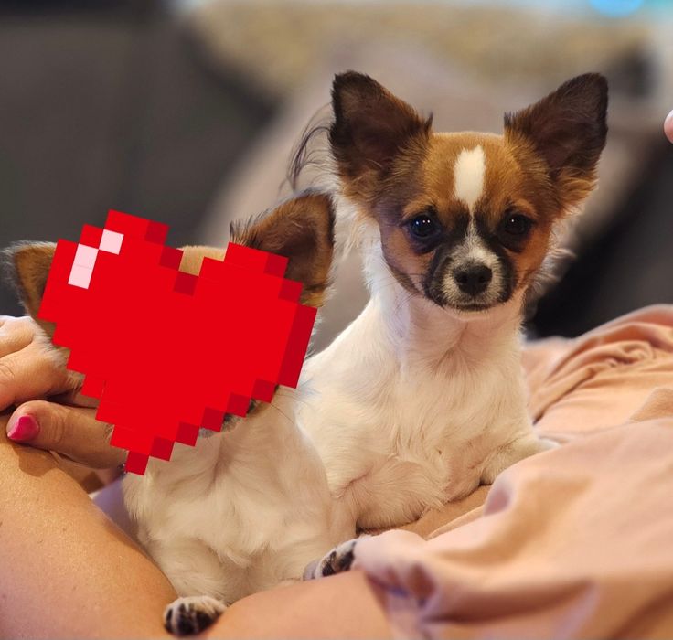 Chihuahua długowłosy  chłopiec