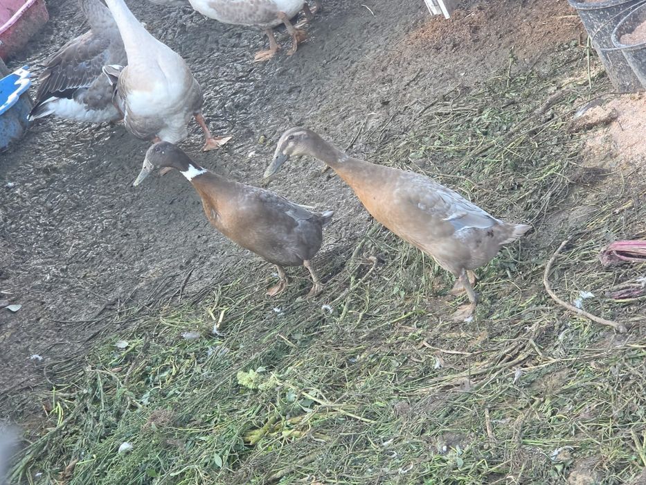 Kaczki begusy samice