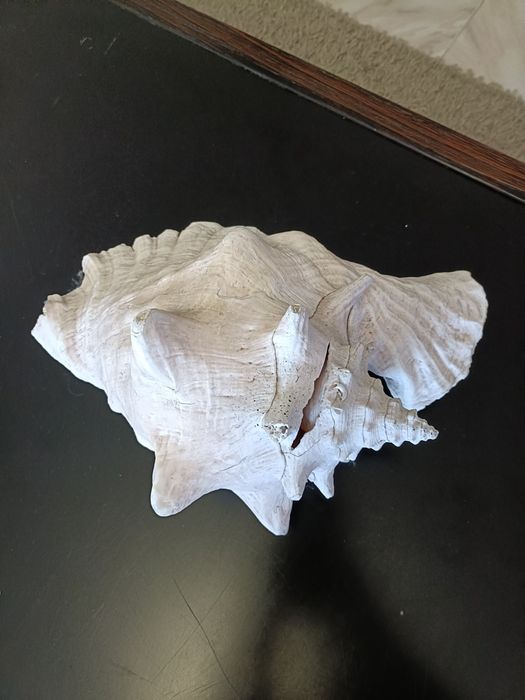 Concha aranha gigante