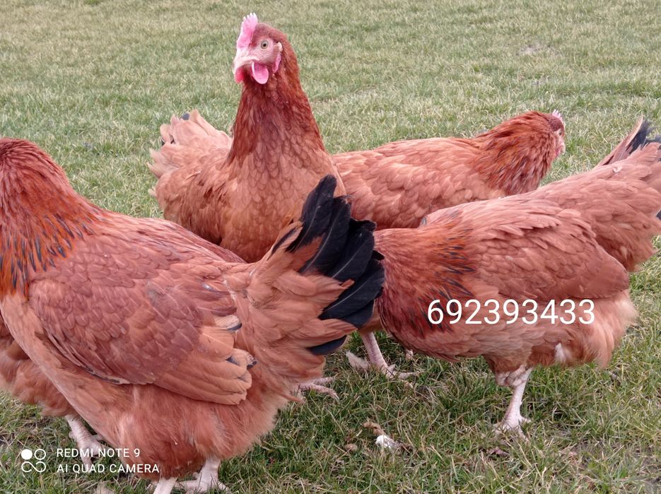 Rossa młode kurki kokoszki rosa , leghorn kury, zielononóżki-Wysylamy