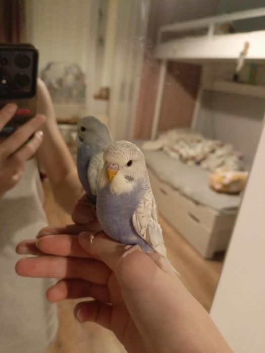 Papuga Falista młoda