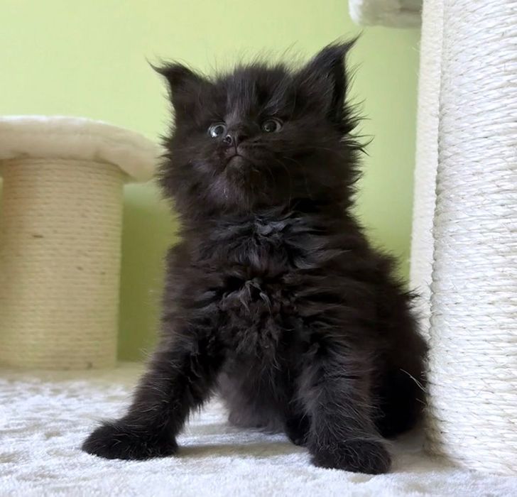 Maine Coon - czarna koteczka ! Po importach !