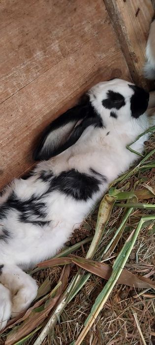 Sprzedam srokacze samce