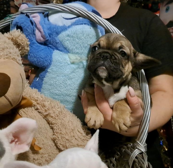 Французький бульдог