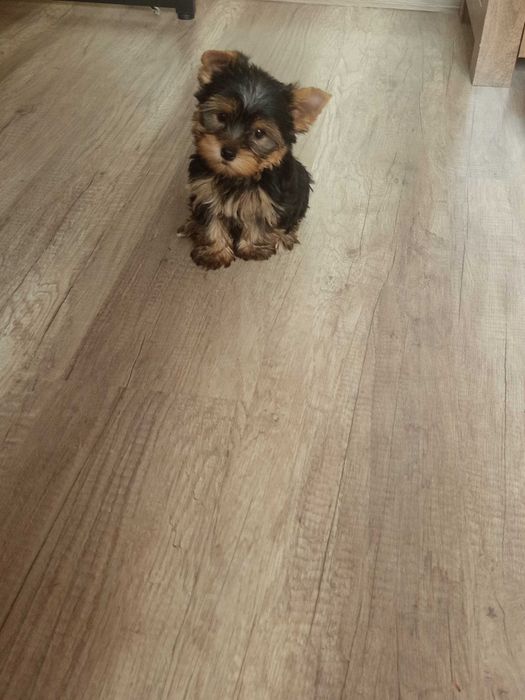 Yorkshire Terrier Zapraszam !