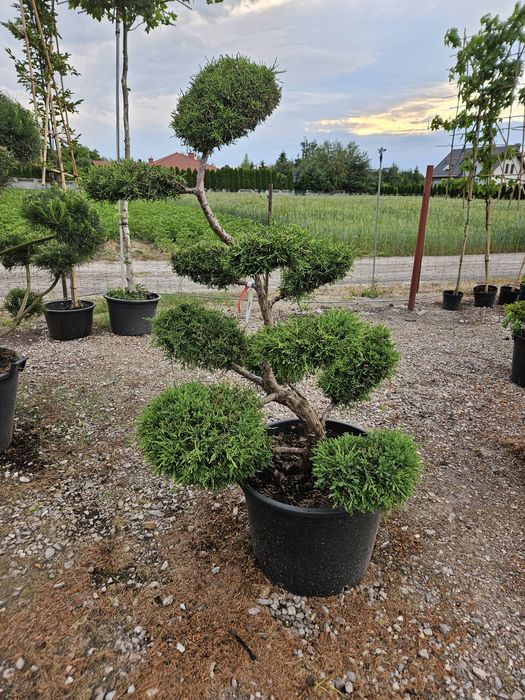 Jałowiec pfitzeriana bonsai