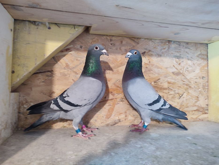 Likwidacja hodowli gołębi pocztowych.