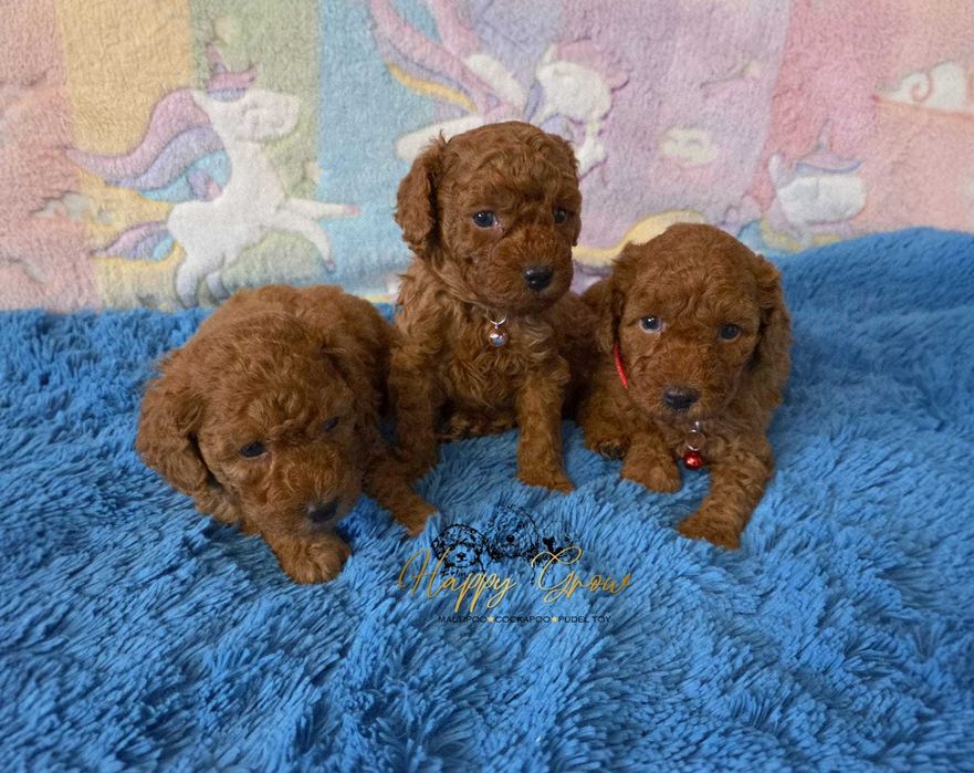 Pudel Toy mini Red Piesek