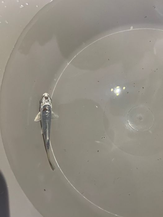 Carpas koi.
