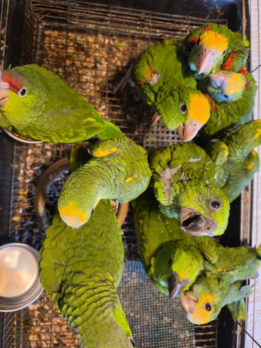 Papagaios Amazonas