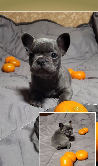 Породне цуценя блпкитного кольору