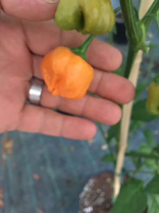 Semente de malagueta aji mango stumpy