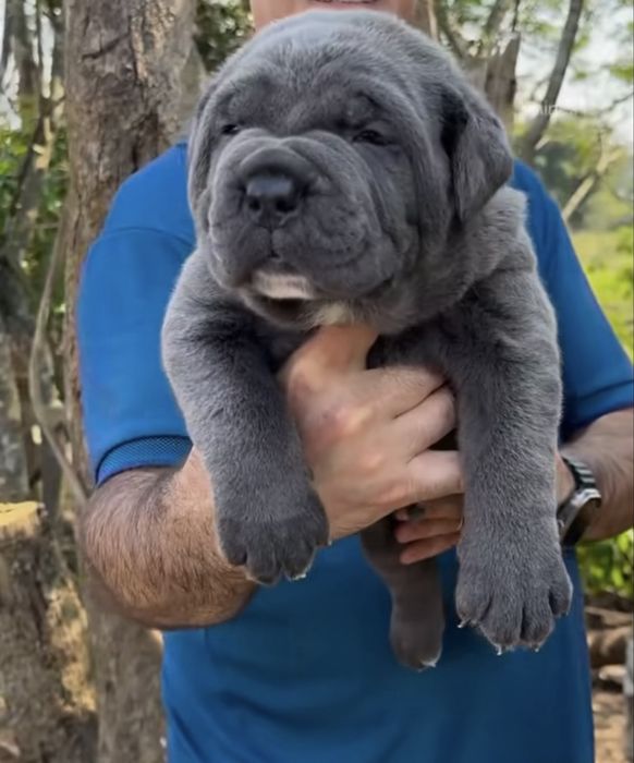 Львівська еліта Cane corso-сірого окрасу