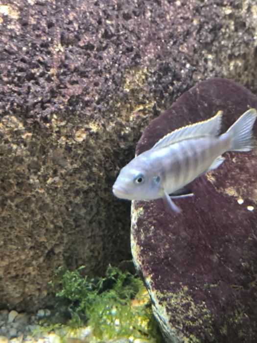 pseudotropheus elongatus mpanga mbuna