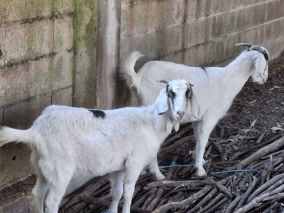 Vende-se Lote Completo: 7 Animais Boer Cruzados, Carne de Elite
