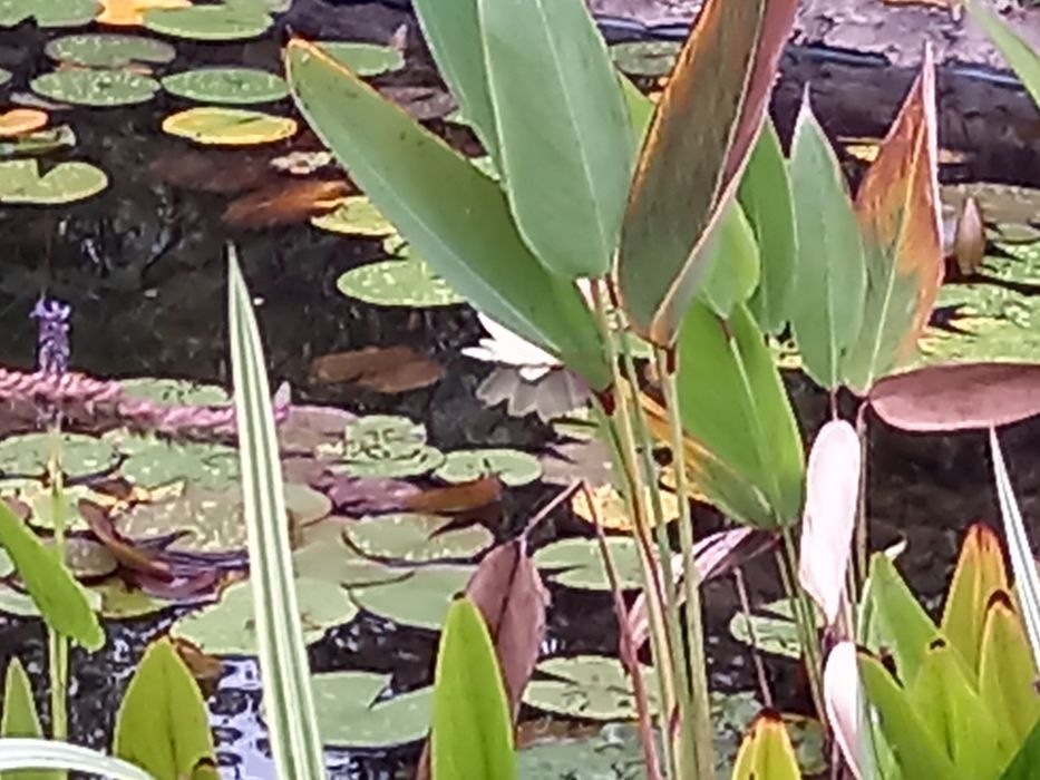 Lilie wodne z mojej uprawy i nie tylko