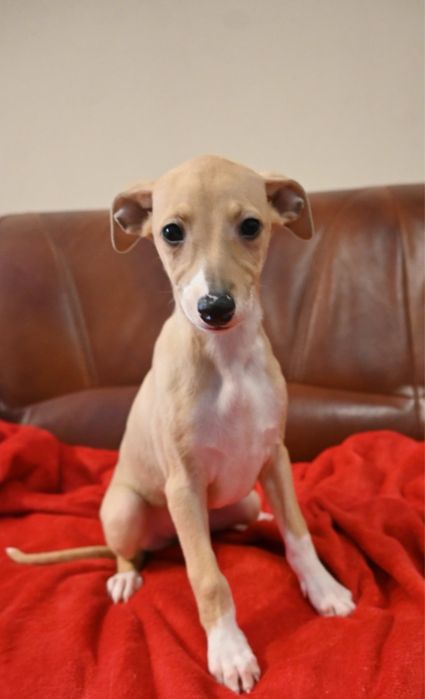 Whippet Chart Angielski-suczka