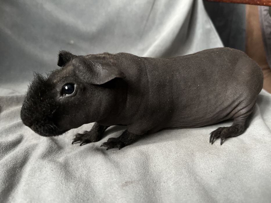 Świnki morskie Skinny - chłopak, wysyłam