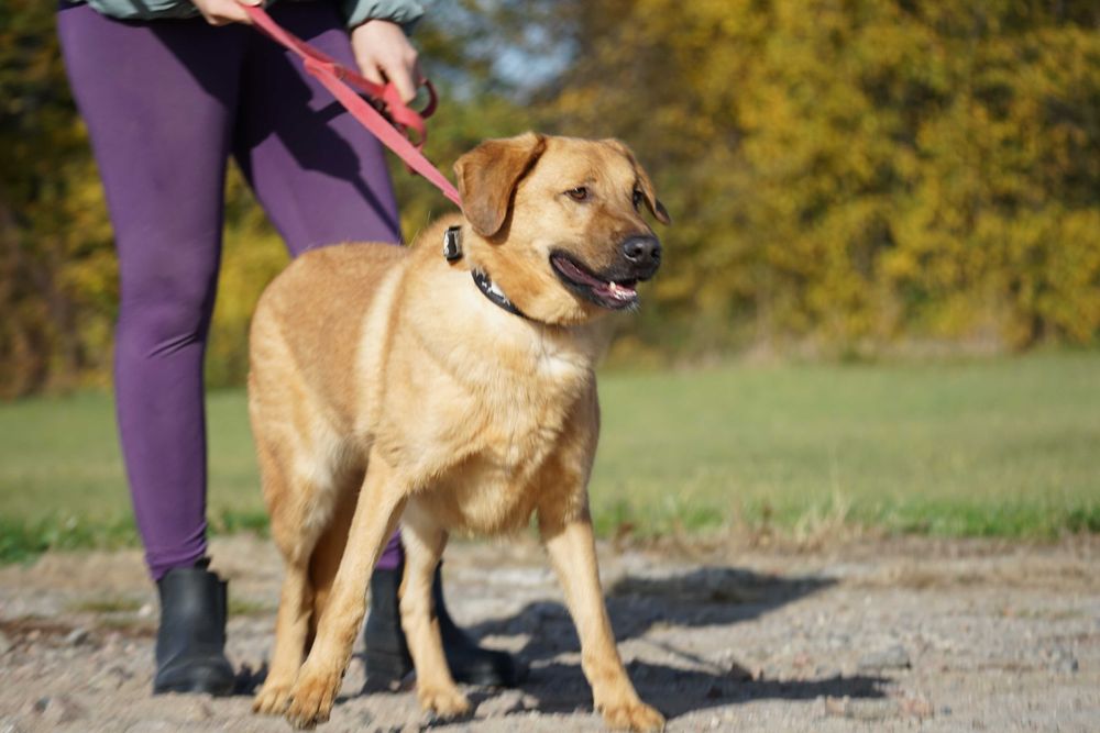 Sajon - piękny, duży pies - pomagamy w transporcie