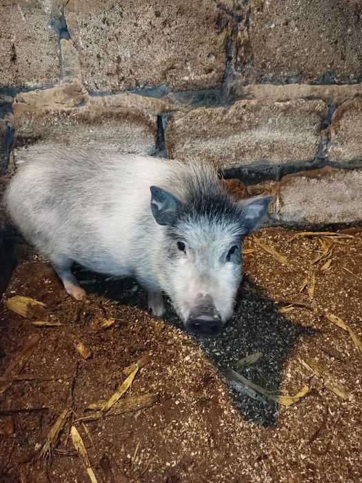 В'єтнамські поросята