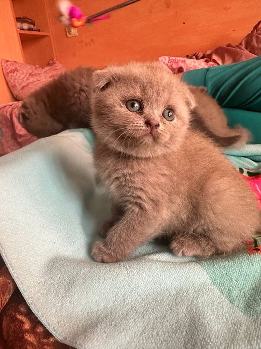 Британские котята