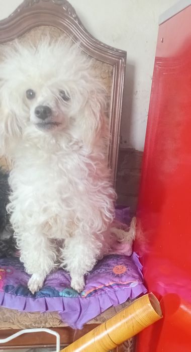 Той пудель дівчінка