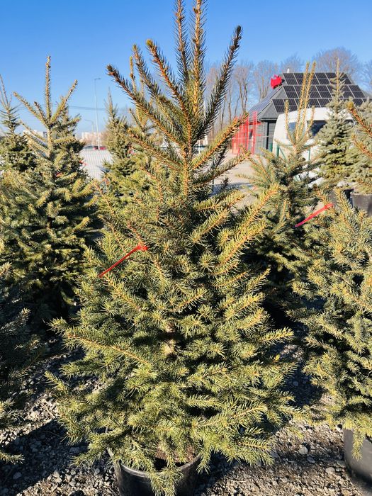 Ялинка в горщику Ялинка жива