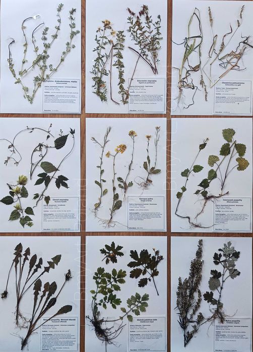 20 gat lecznicze zielnik 2025 nienakljone z etykietami