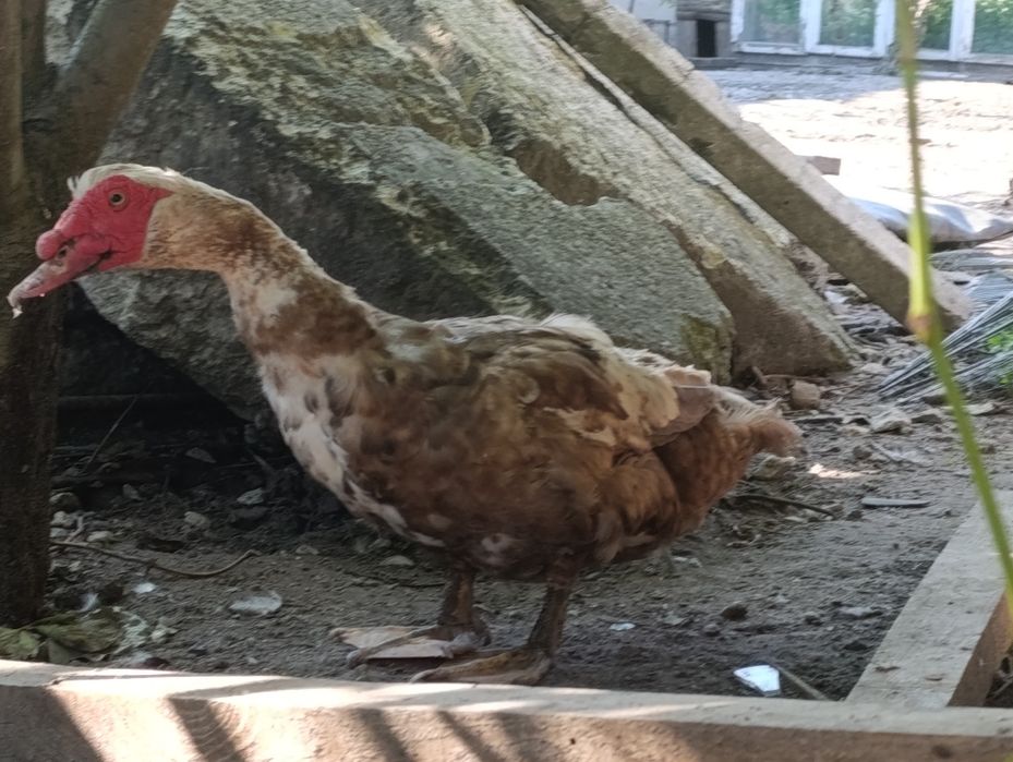 Продається качур тяжкої  німецької лінії