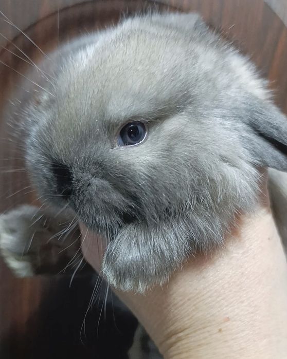 Мікро, кролик minilop