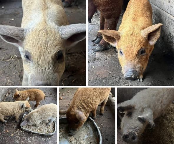 поросята угорської пухової мангалиці