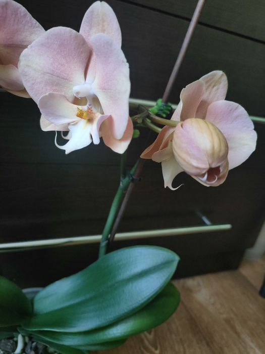 Орхідея, фаленопсіс райдужна.