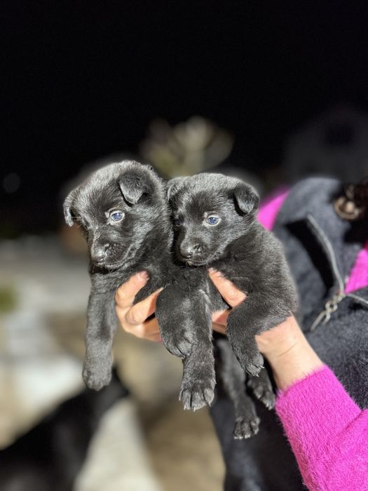 Німецька вівчарка щенята