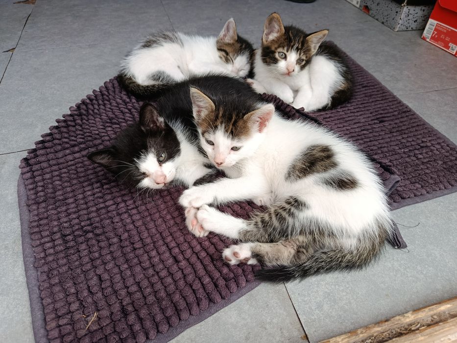 Gatos bebés para adoção responsável