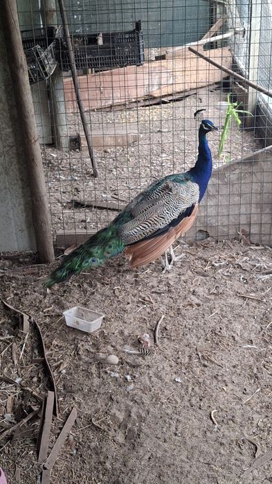 Pavão  azul macho