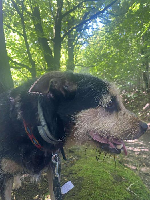 Figa cudowna sunia do adopcji