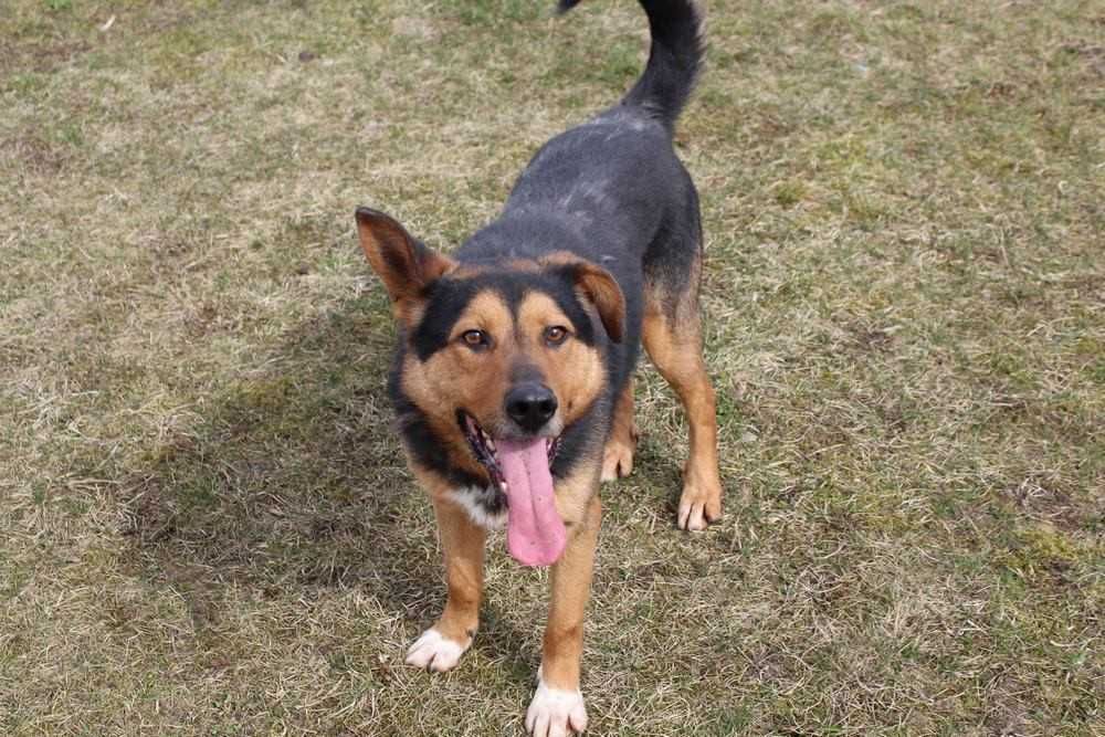 001243 Sprinter do adopcji.