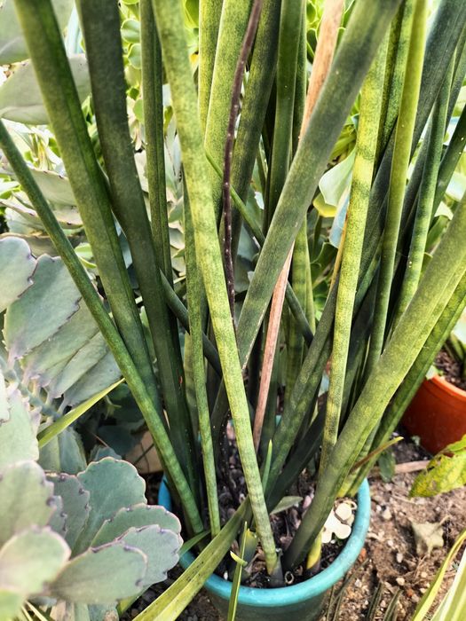 Espada de São Jorge