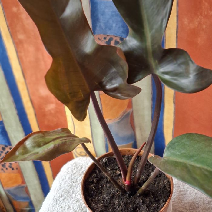 Sprzedam Philodendron Florida Bronze