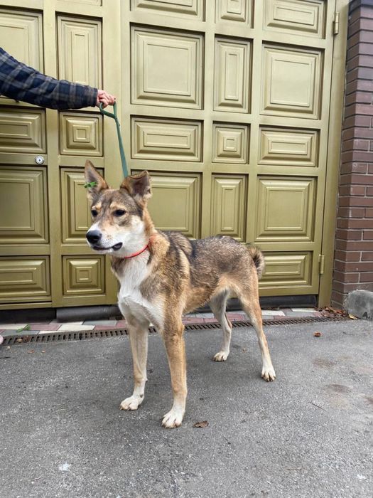 Sos! Терміново ПОТРІБЕН дім!