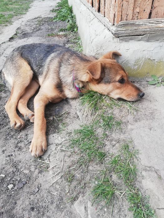 Віддам цуценя! В добрі руки!