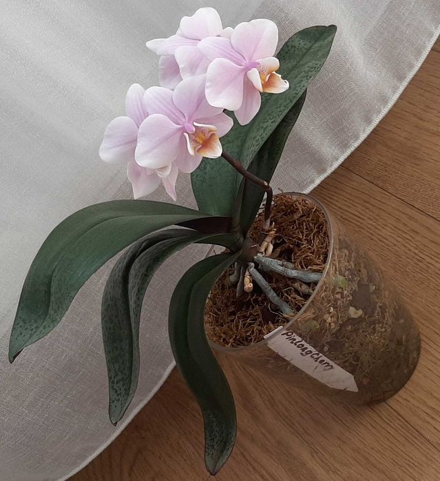 Орхидея фаленопсис Пилонг Чери